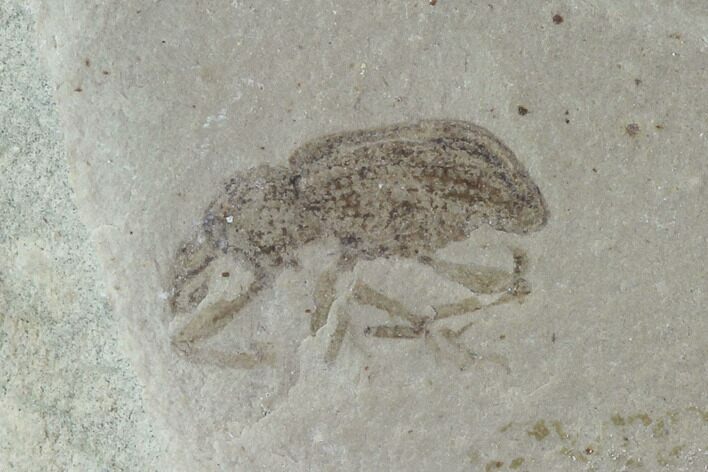 Fossil Weevil (AKA Snout Beetle) - Green River Formation, Utah #94935